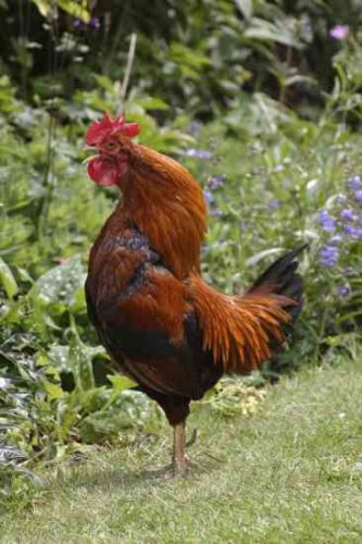 Dealing with an Aggressive Rooster
